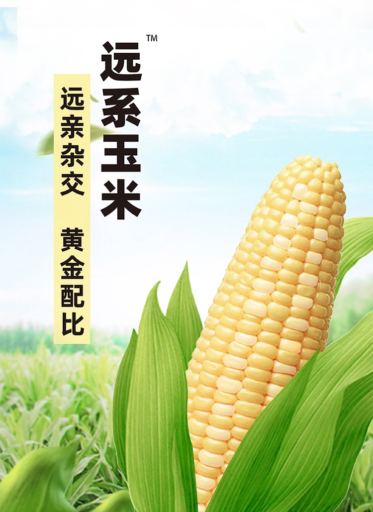 【8根】远系玉米非近亲杂交软糯香甜粗粮早餐大苞米新鲜真空包装