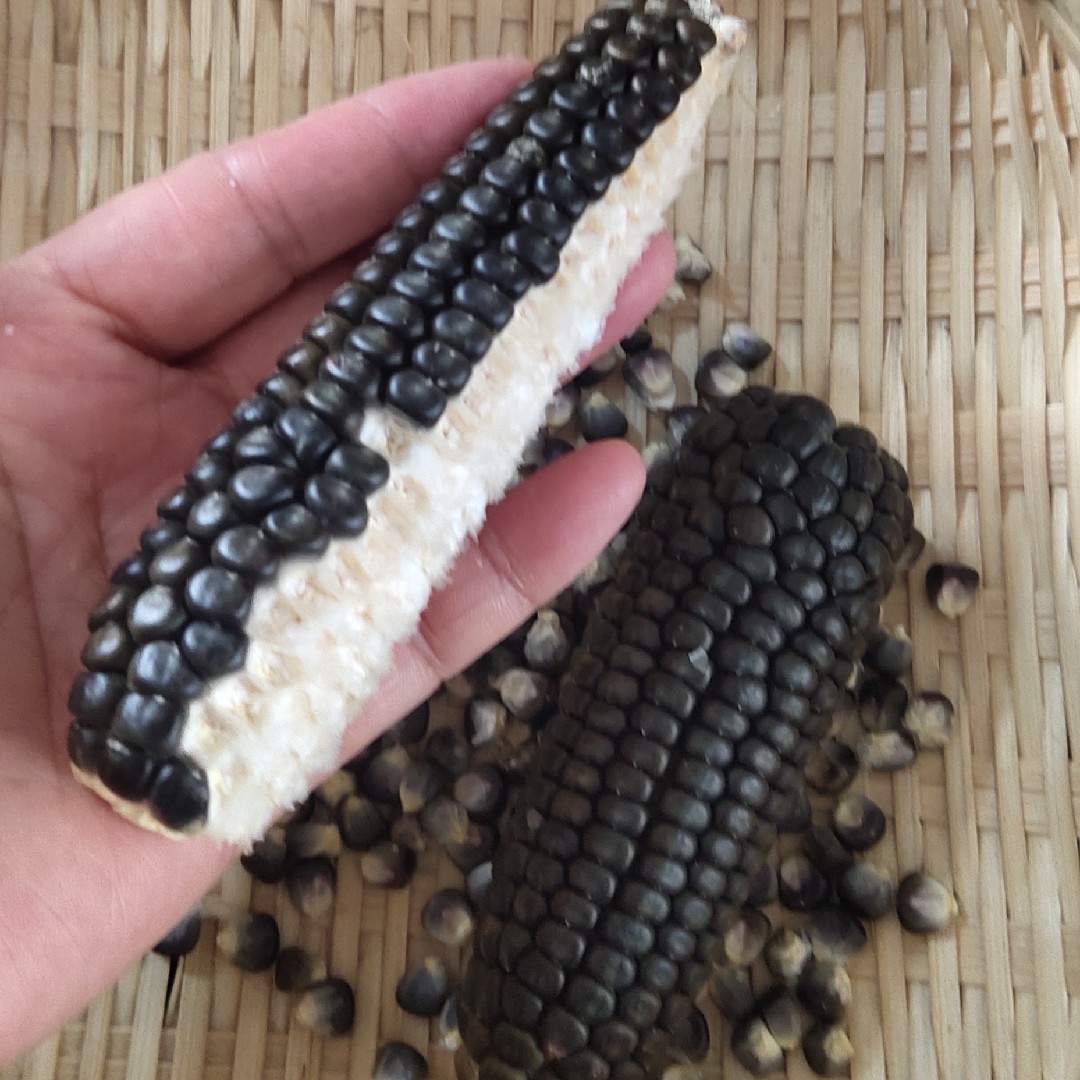 古老传统小黑糯玉米老种子非转基因非杂交可留种  阳台盆裁种籽子