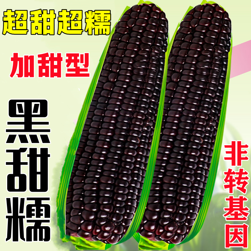 黑甜糯玉米种子高产秋春季杂交水果蔬菜粘玉米非转基因秧苗种籽孑