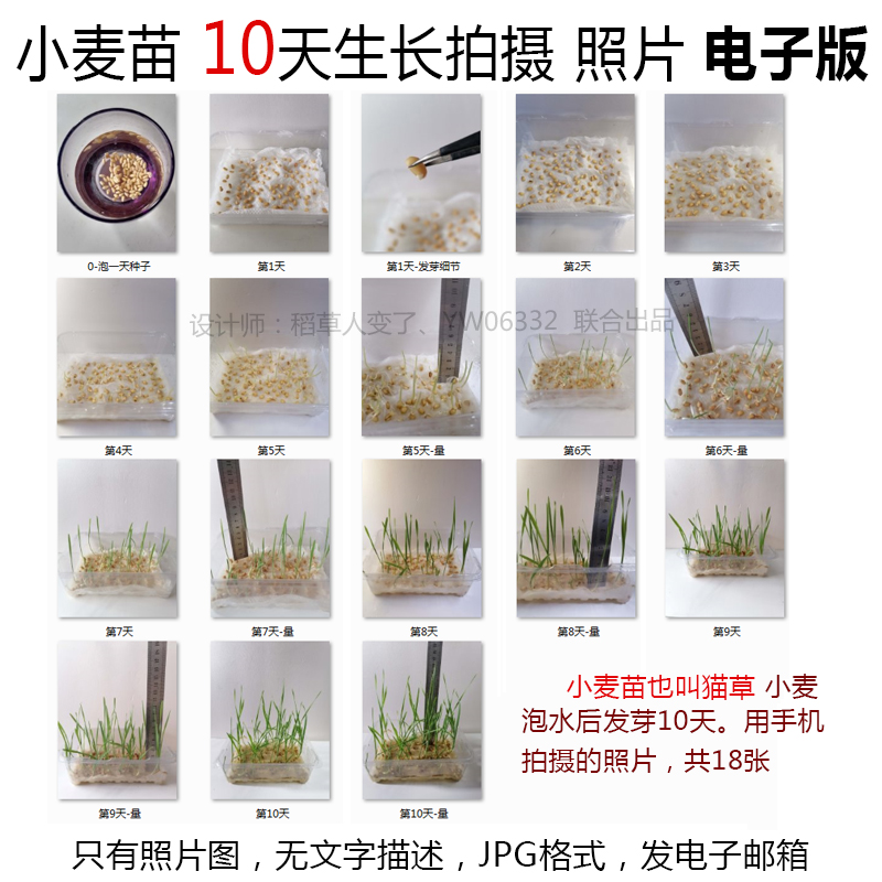 P47植物生长照片小麦种子发芽JPG图片-小麦苗成长观察记照片组