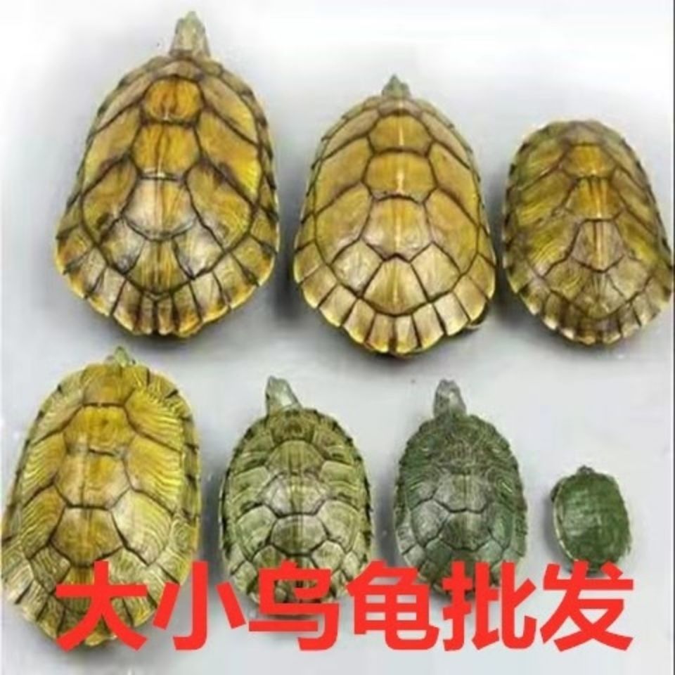 外塘大小巴西龟苗乌龟活体宠物龟绿龟七彩龟红耳龟水龟观赏彩色龟