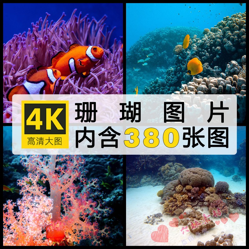 五彩珊瑚礁海底世界生物高清摄影图片素材照片图集图库自动发货