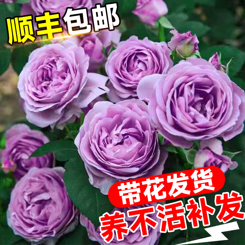 蓝色风暴月季大花苗盆栽日本灌木紫月季果汁阳台庭院花卉阴雨玫瑰