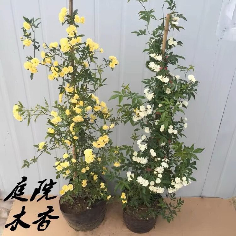 黄色木香花室内外浓香花卉白色七里香阳台垂吊爬藤植物