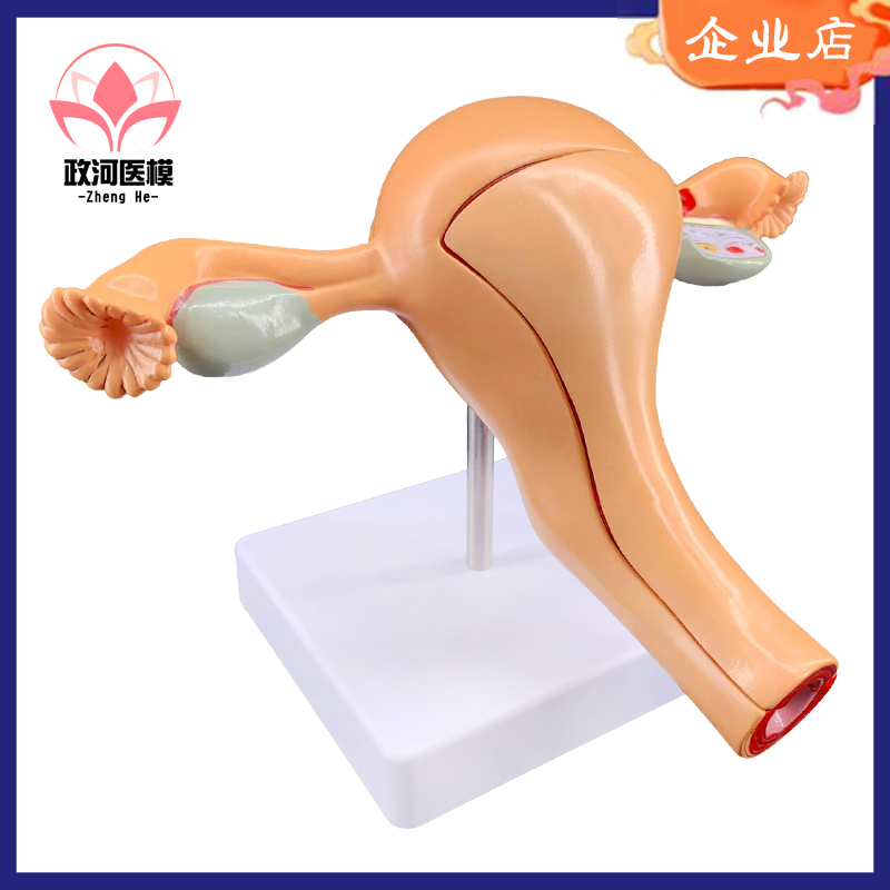 正常女性子宫模型人体器q官解剖模型女性生殖器模型人体模型医院
