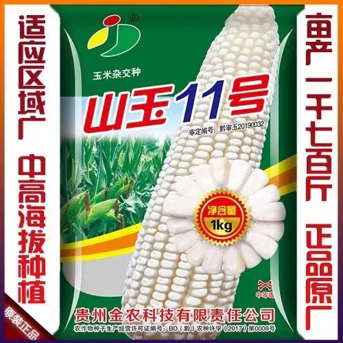 山玉11大马牙杂交玉米种籽高产云南贵州四川白色包谷种子国审正品