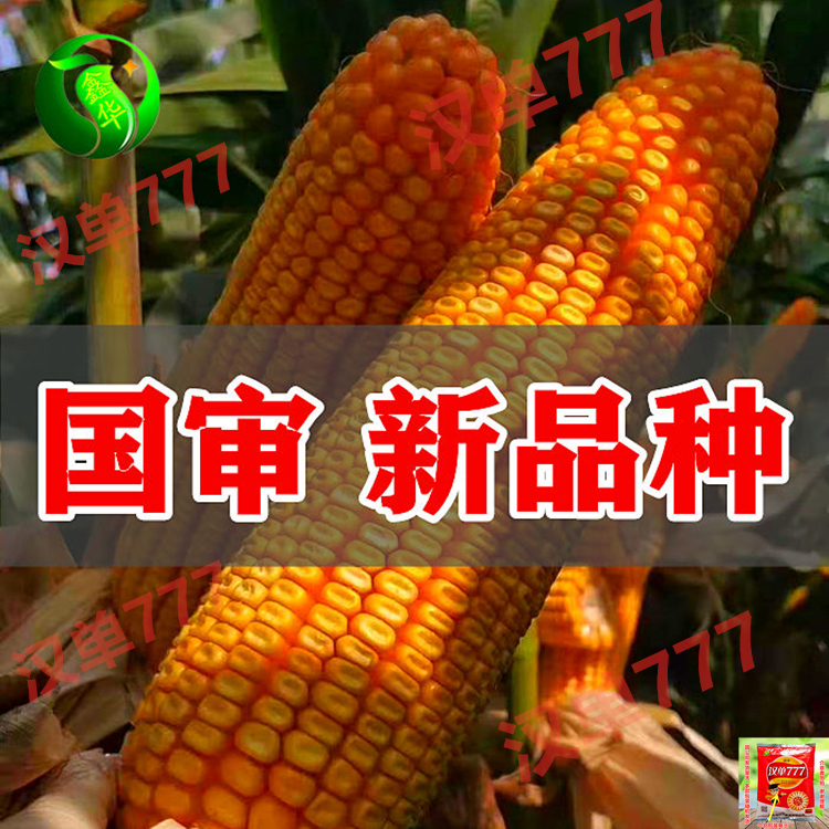 大马牙包谷新品种耐高温抗锈病优质高产矮杆玉米种子大棒正品