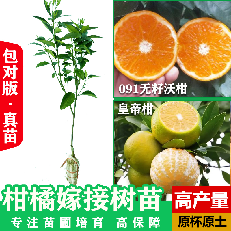 柑橘苗广西091无核沃柑苗当年结果沙糖桔树苗皇帝柑红江橙脐橙苗