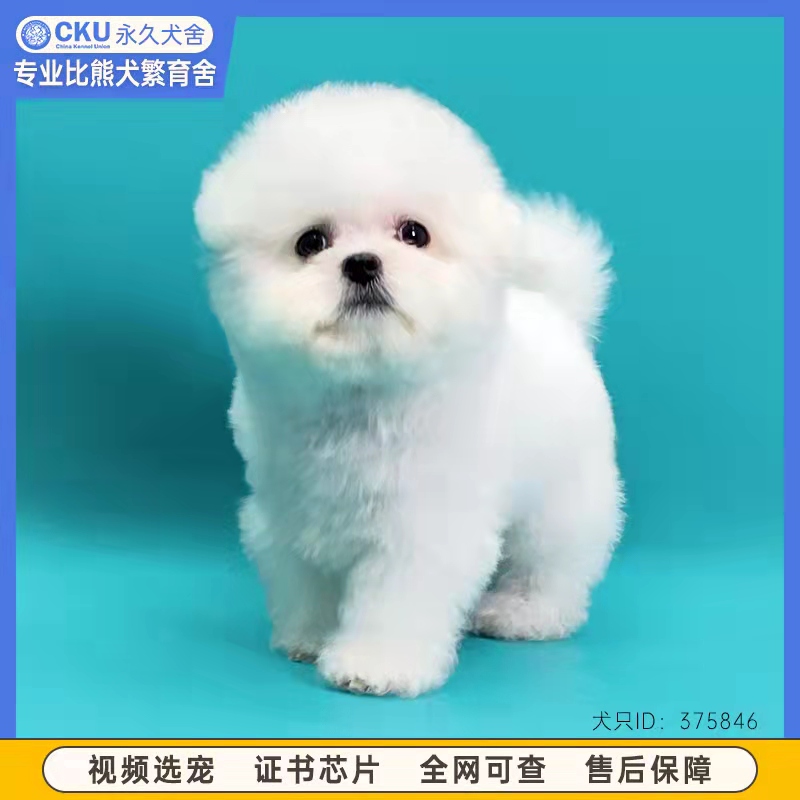 北京犬舍纯种比熊幼犬白色长毛活体崽公母赛级双血统卷毛法国韩系