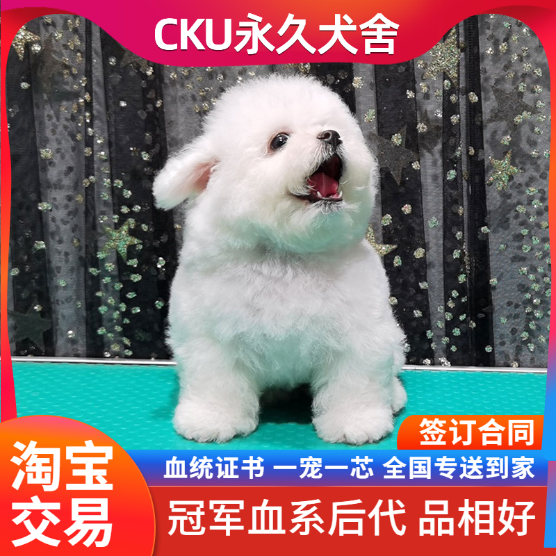 北京纯种比熊幼犬宠物法国卷毛小体不掉毛茶杯韩系赛级双血统CKU