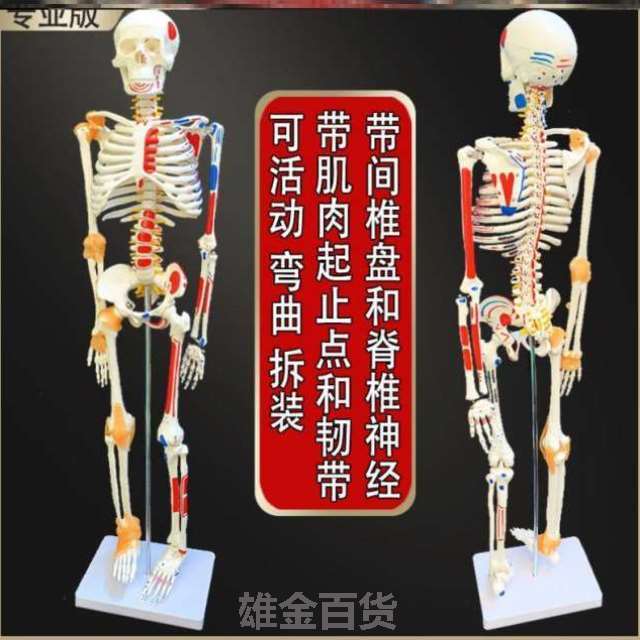 骨架腰椎骨盆关节神经脊椎骨人体可拆卸膝关节模型肩颈骨骼结构图