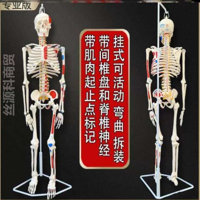 骨架脊椎骨腰椎肩颈结构图骨盆人体关节骨骼膝关节模型可拆卸神经