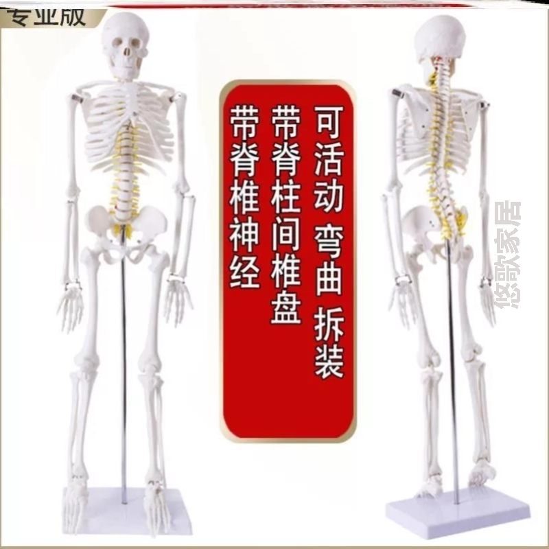 骨盆结构图肩颈神经骨架膝关节骨骼可拆卸模型脊椎骨关节腰椎人体