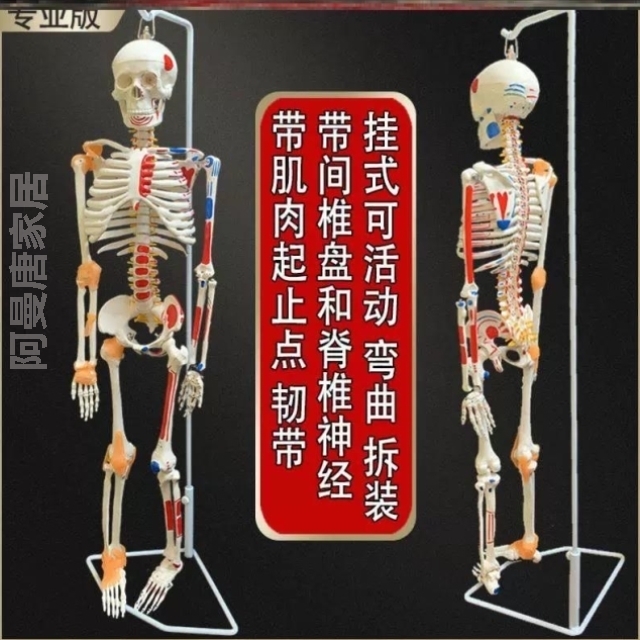 骨架肩颈骨盆膝关节神经腰椎结构图关节脊椎骨模型骨骼人体可拆卸