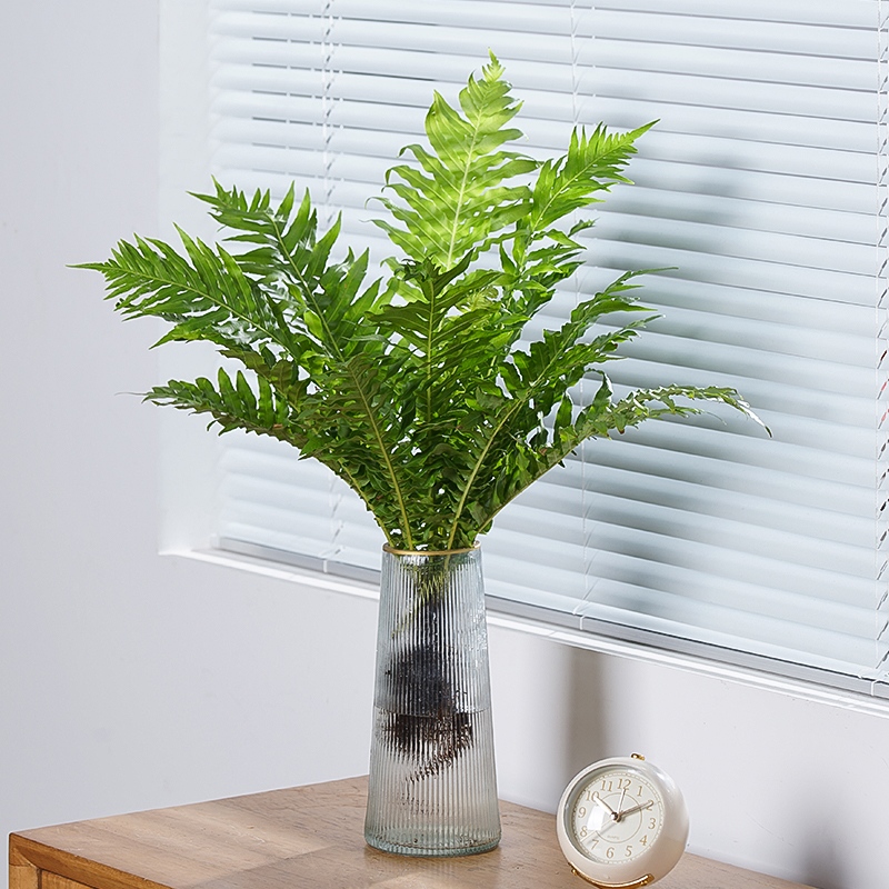 富贵蕨水培植物盆栽绿植花卉植物室内花好养客厅办公室净化空气