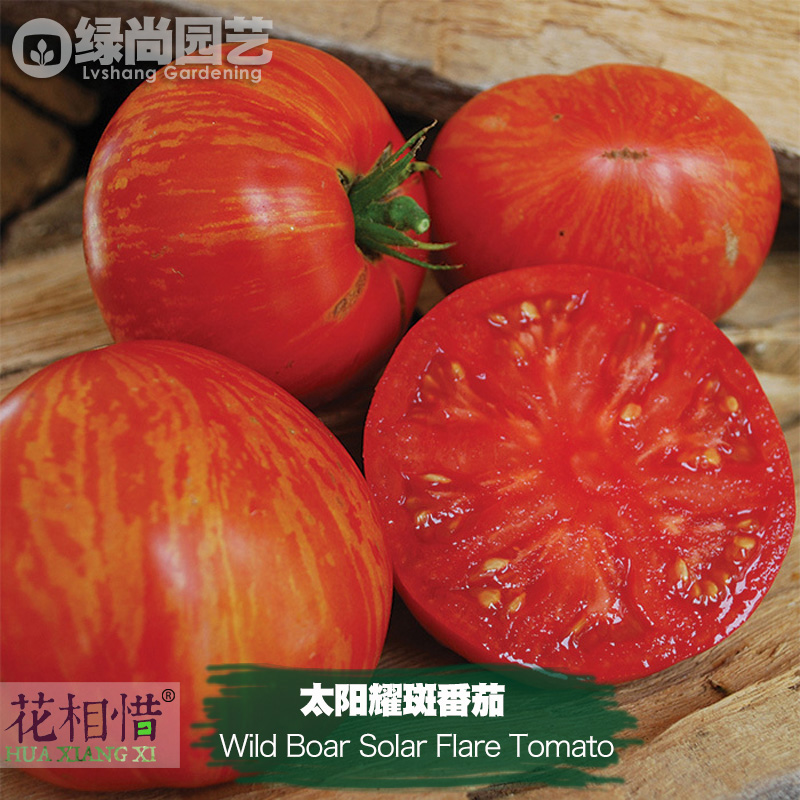 太阳耀斑番茄种子进口大西红柿四季播阳台盆栽蔬菜种籽瓜果番茄苗