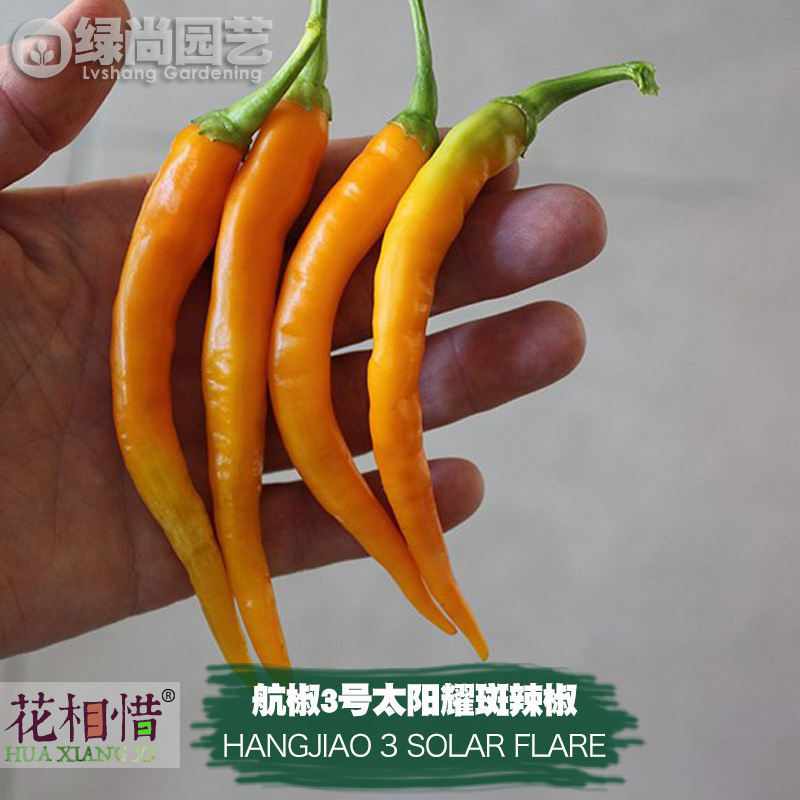 航椒3号太阳耀斑辣椒种子进口甜辣四季阳台盆栽蔬菜籽瓜果辣椒苗
