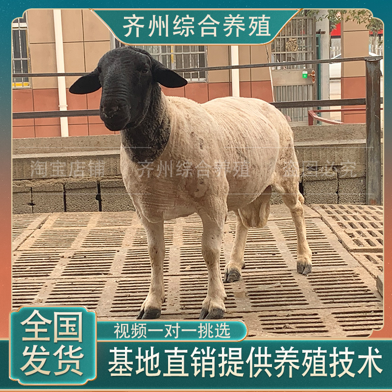 黑头杜泊绵羊湖羊纯种母羊种公羊小尾寒羊澳寒杂交羊养殖技术服务