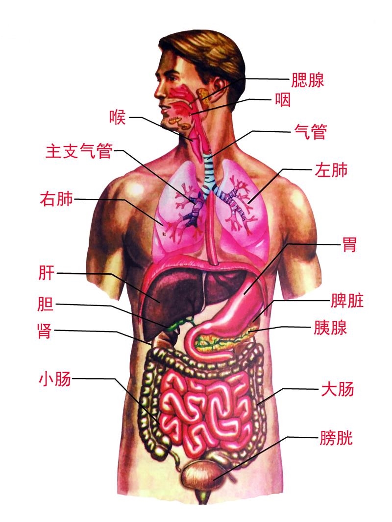 人体器官示意图结构