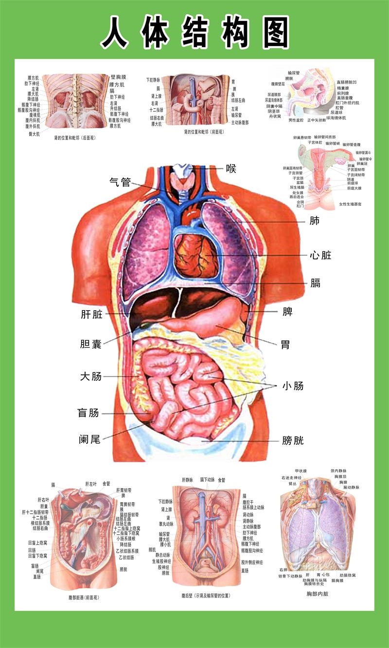 人体内脏结构图全身人体器官消化系统示意图内脏解剖医学宣传挂图