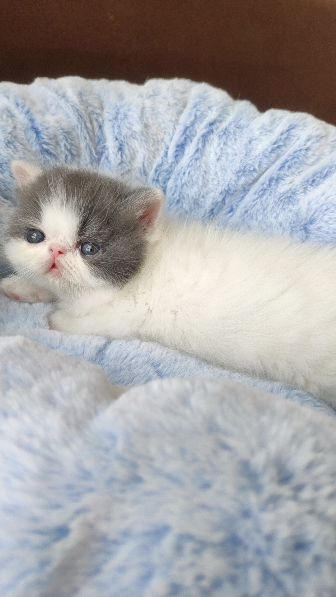 CFA赛级血统蓝白梵文加菲小公猫 家养健康纯种宠物猫 蓝白净梵文