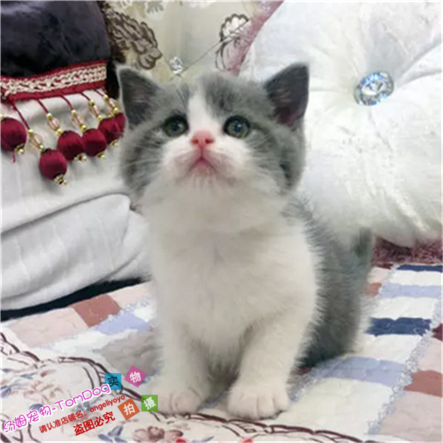 赛级英短蓝白蓝猫宠物猫活体纯种英国短毛猫小猫公猫幼猫纯种猫g