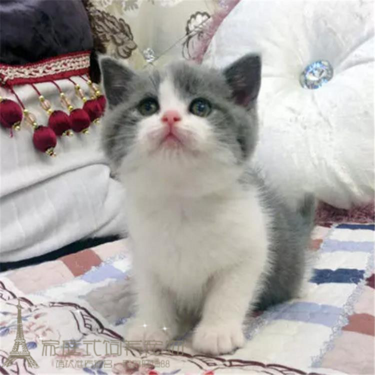 赛级英短蓝白蓝猫猫活体纯种英国短毛猫小猫公猫活体纯种猫p