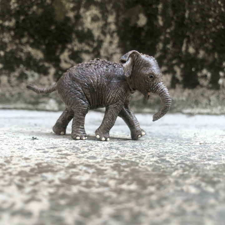 正版散货 大牌仿真野生动物 亚洲小象儿童认识模型玩具摆件现货