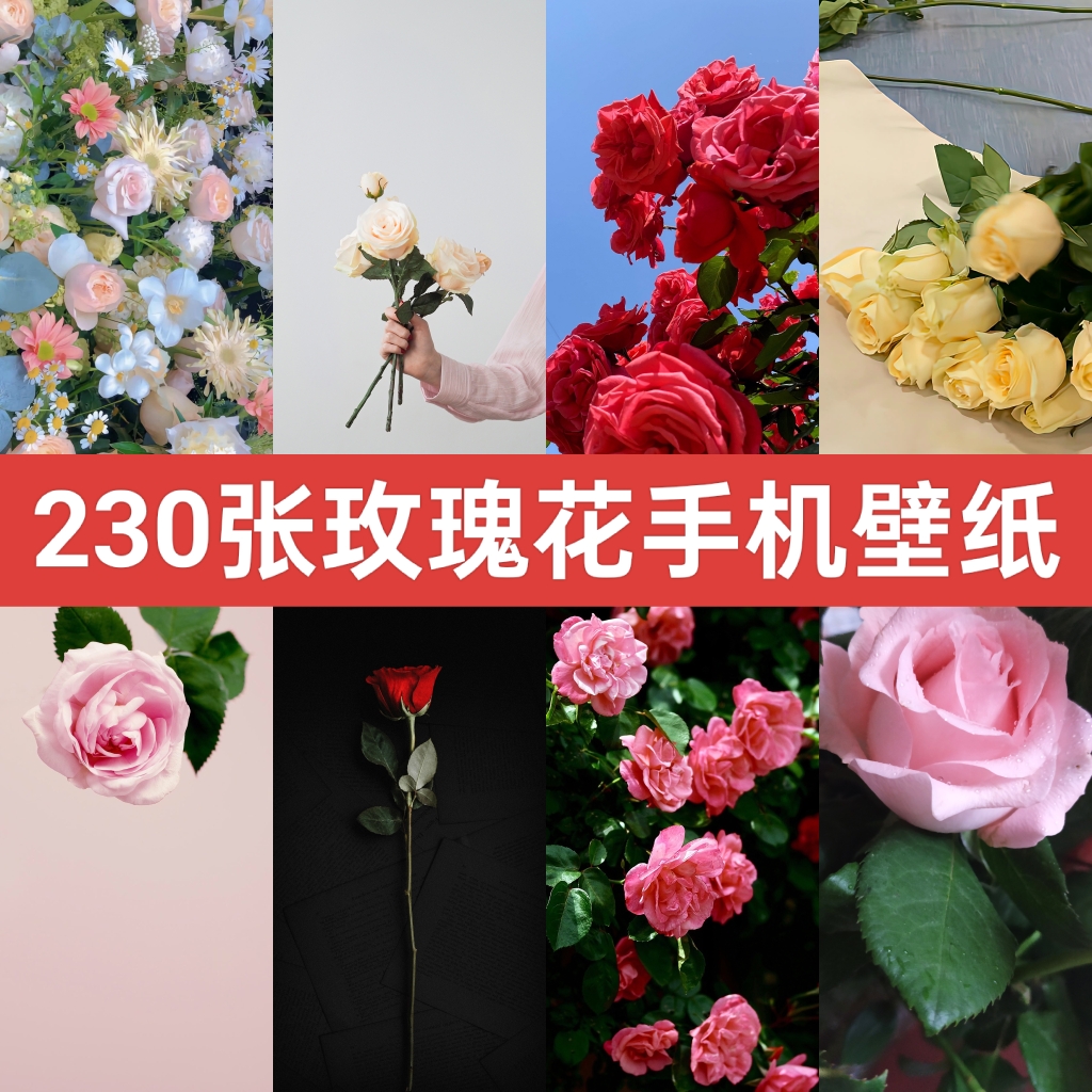 230张玫瑰花鲜花花朵唯美高清2K4K手机桌面锁屏壁纸JPG图片素材集