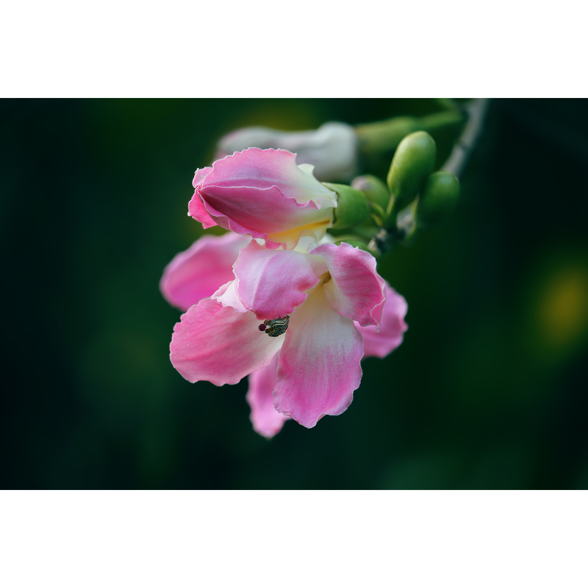 原创花卉摄影作品-美丽异木棉花(1张) 高清PS背景素材电子图片