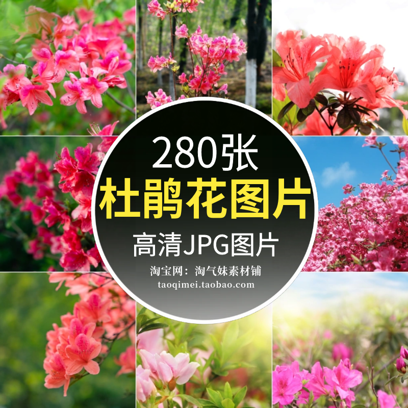 高清JPG杜鹃花图片映山红花开花卉花朵美丽植物特写唯美摄影素材