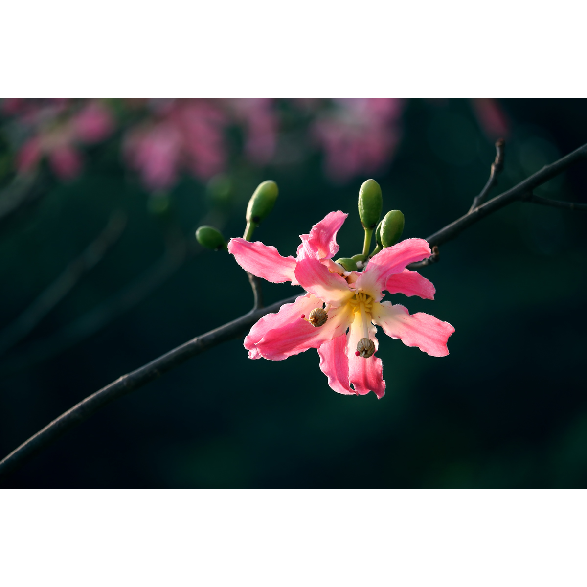 原创高清花卉摄影作品-美丽异木棉花(1张) 高分辨率壁纸图片素材