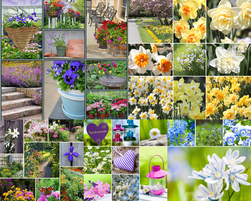 美丽花朵栽培摄影水仙桃花郁金香紫罗兰花朵图片高清图片图库素材