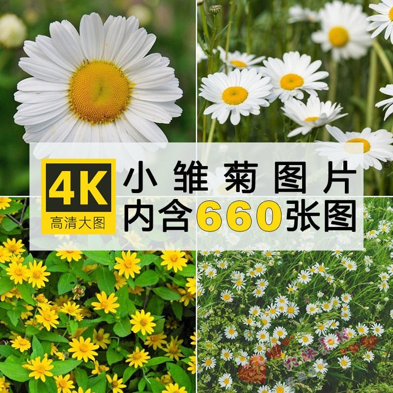 高清清新小雏菊图片多花花朵2K4K电脑手机壁纸绘画写生素材含竖屏