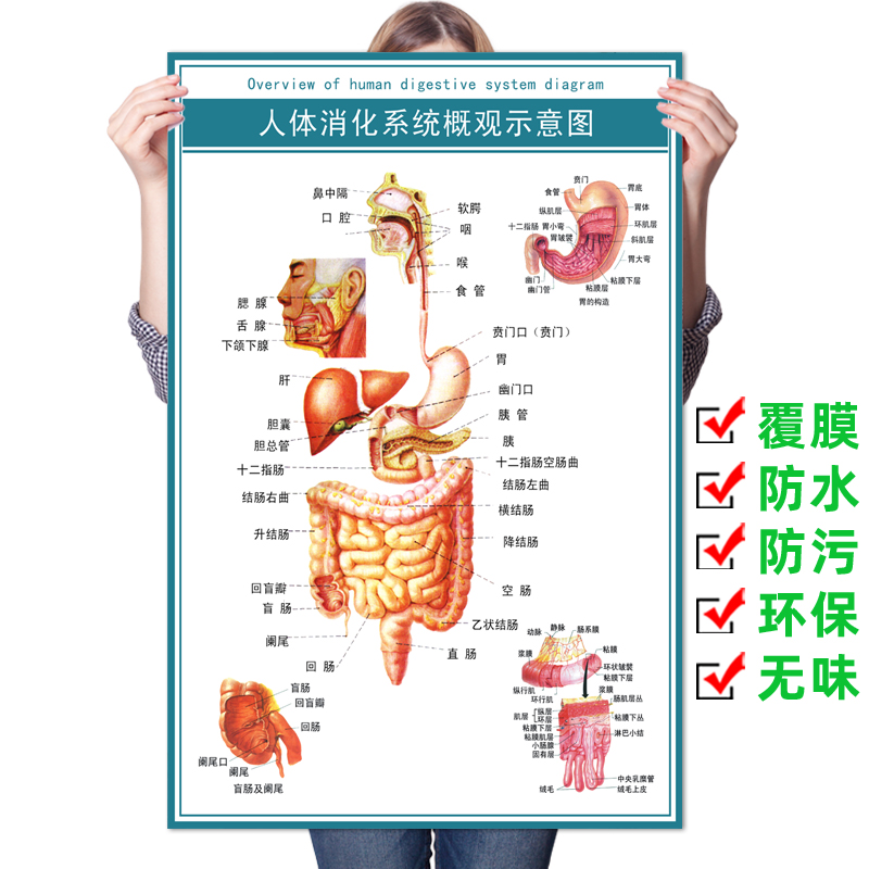 消化系统概观图|人体心脑血管示意挂图|人体系统解剖图|医院海报
