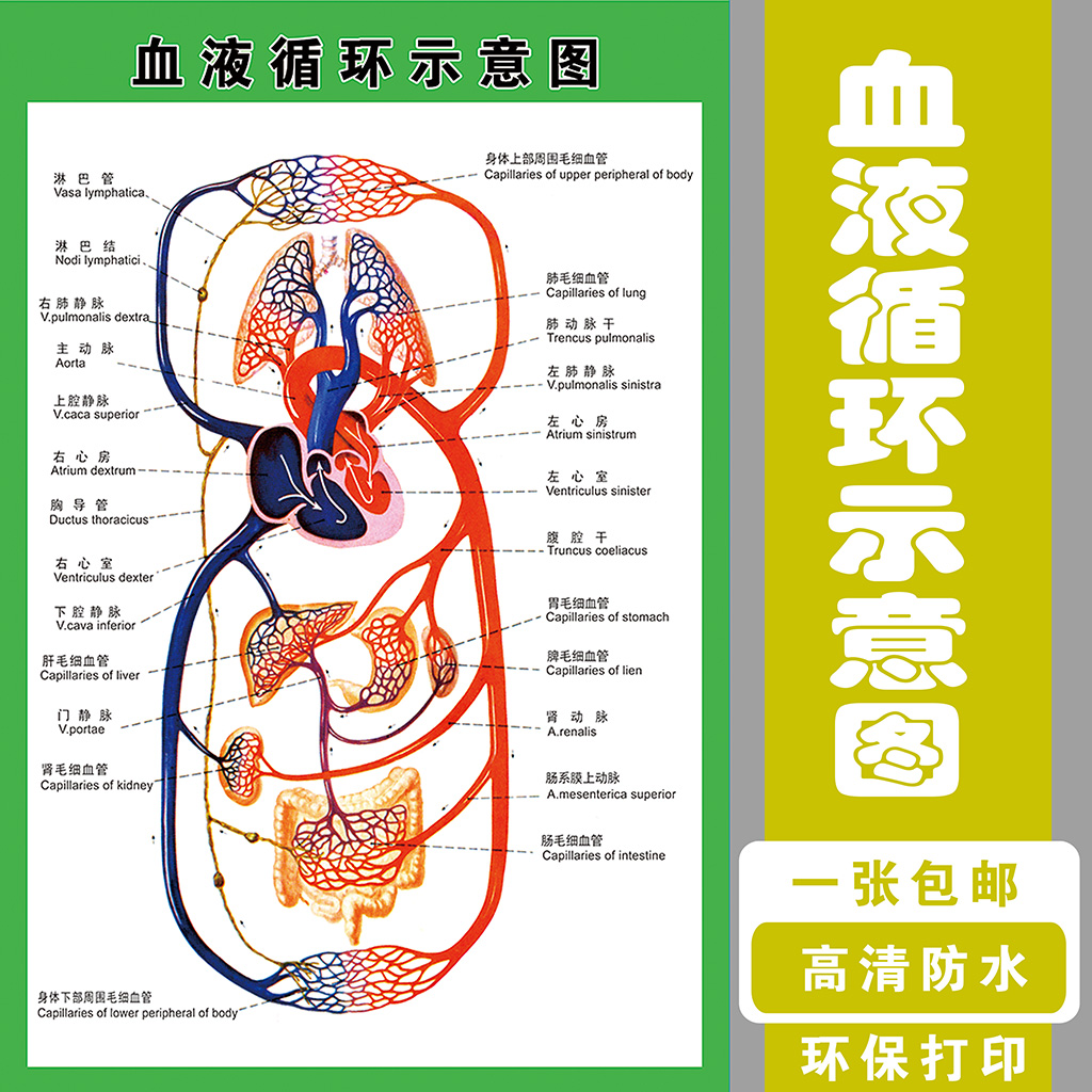 血液循环系统示意图人体解剖海报  肌肉骨骼神经血管医院分布图