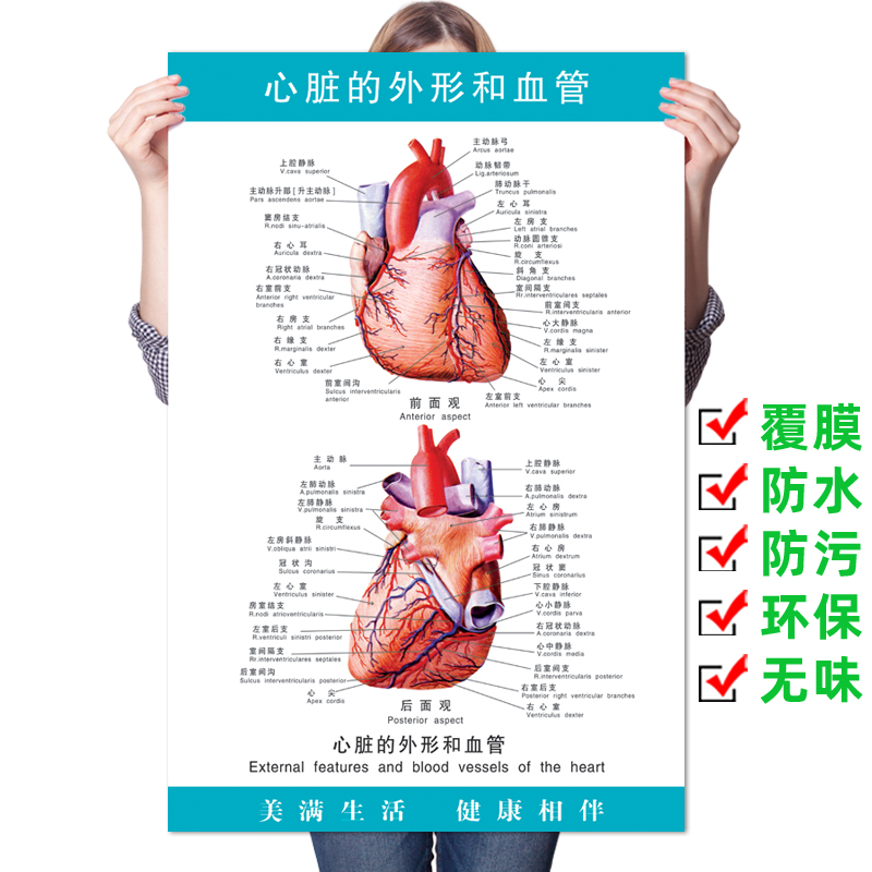 心脏的外形和血管挂画医院医学人体结构心血液循环解剖图海报挂图