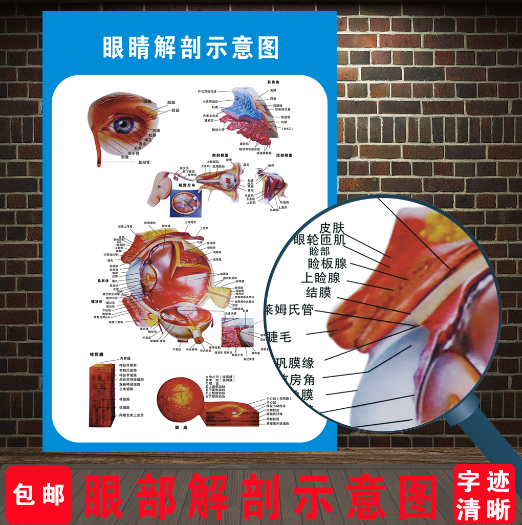 眼球解剖图泪腺分布图眼部肌肉血管结构图全息图医院眼科宣传海报