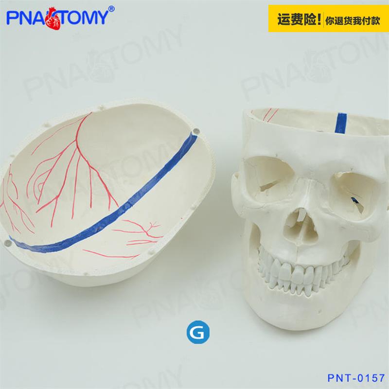 .PNATOMY1比1真人大小血管神经头骨模型颅骨解剖雕塑美术绘画