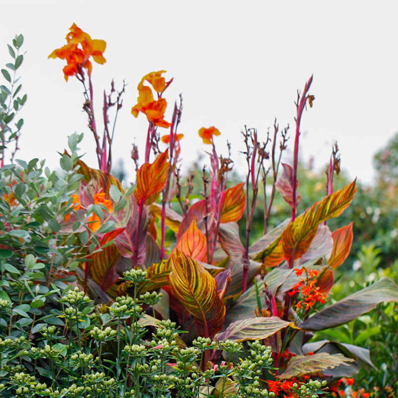 海蒂的花园 火焰美人蕉非洲落日叶片红黄绿交替四季变色焦点植物