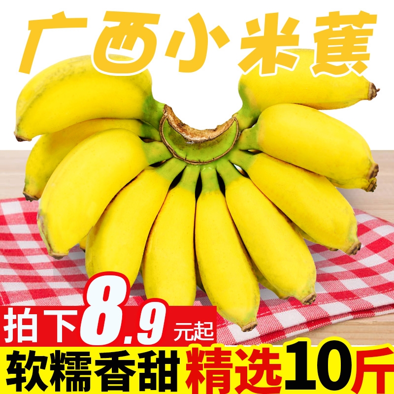 广西小米蕉香蕉水果新鲜9斤芭蕉心当季自然熟皇帝蕉拇指蕉整箱