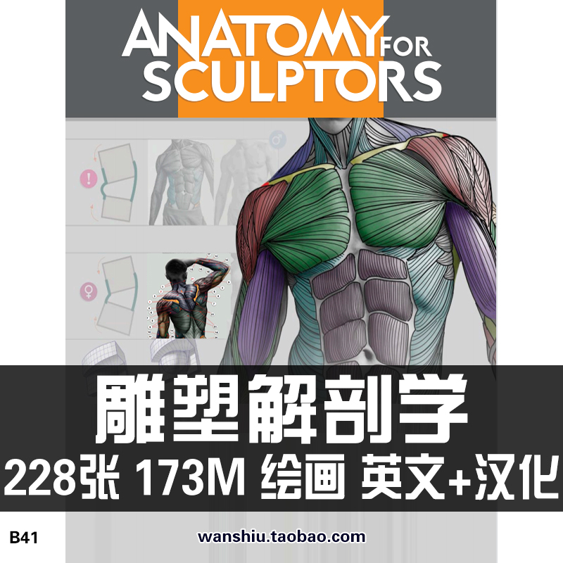 艺用人体结构肌肉表现雕塑解剖学绘画速写素描临摹参考素材资料图