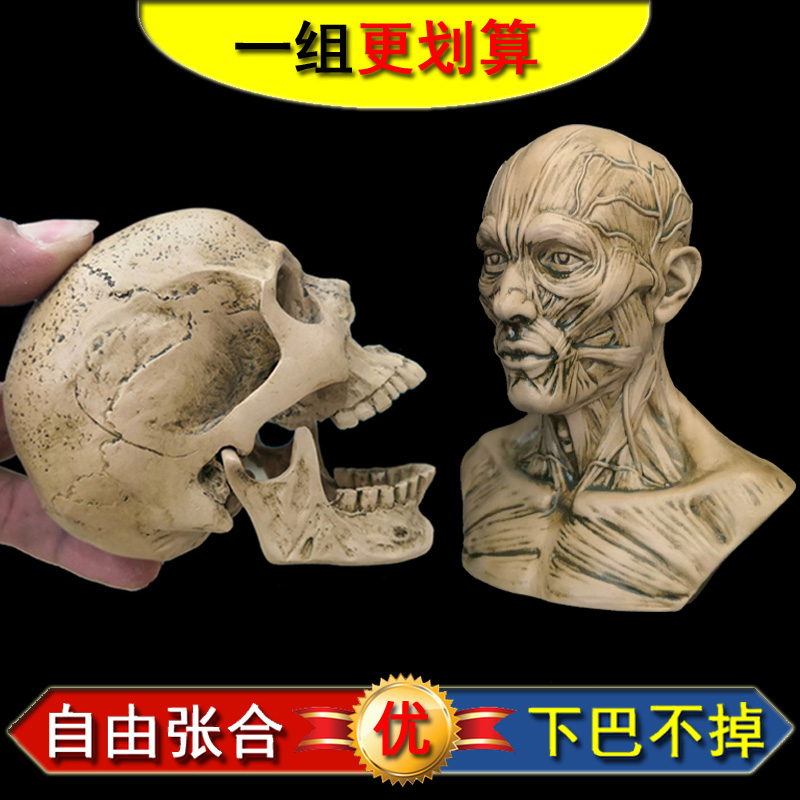 艺用人体肌肉骨骼骷髅头骨绘画半胸像解剖头颅素描头盖骨模型美术