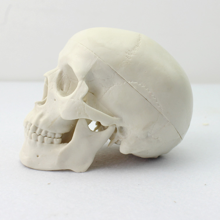 ENOVO颐诺 迷你头骨模型医学艺用美术人体绘画头骨头颅骨成人口腔颅骨骷髅头模型素描教学习医学解剖上海模型
