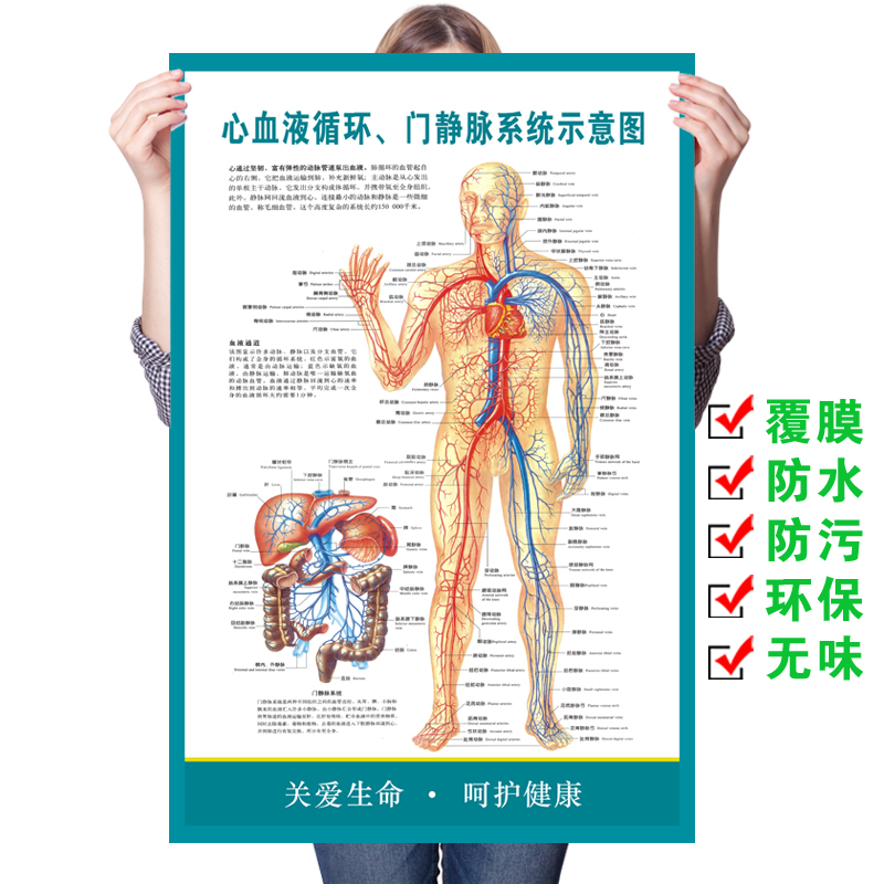 心血液循环门静脉血管系统示意图海报医院科室挂图人体器官解剖图