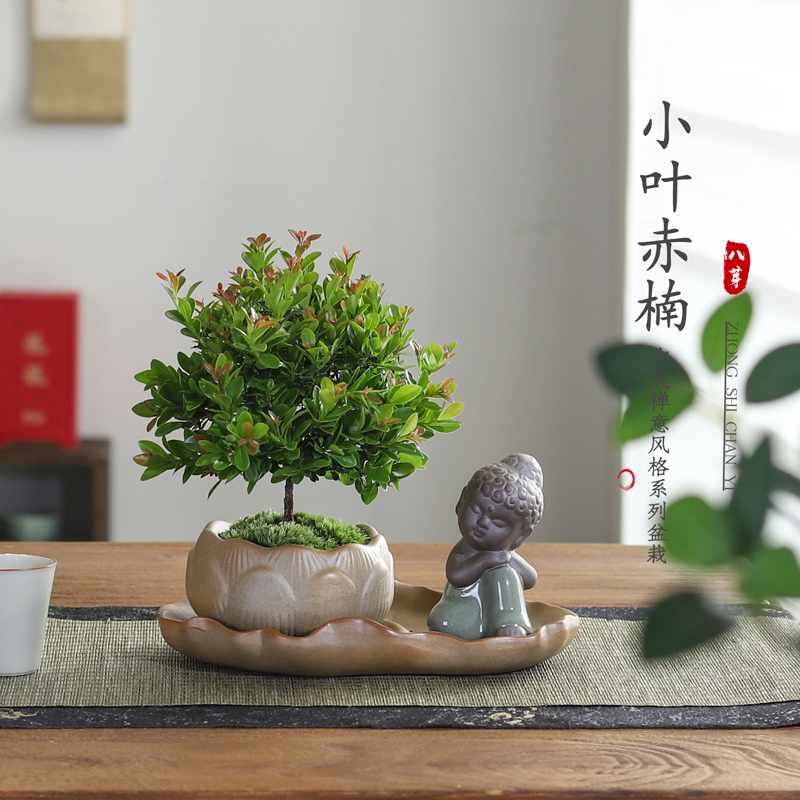 小叶赤楠盆栽中式禅意植物文竹客厅室内桌面好养绿植四季常青花卉