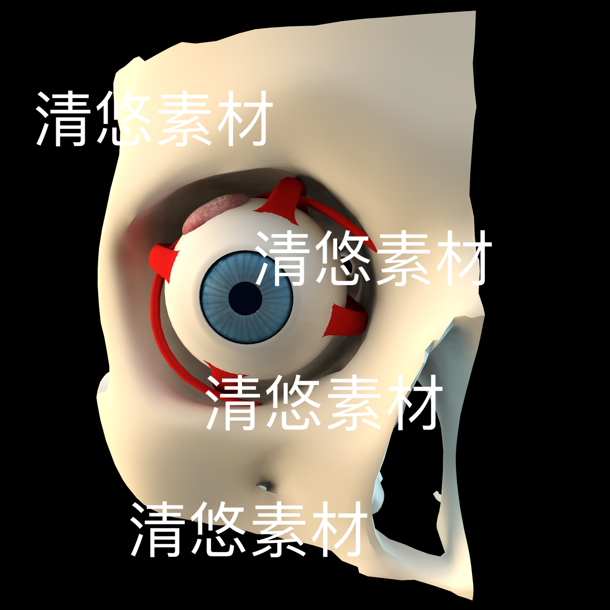 c4d fbx obj格式医疗医学3D立体解剖眼部眼球文件 非实物D624