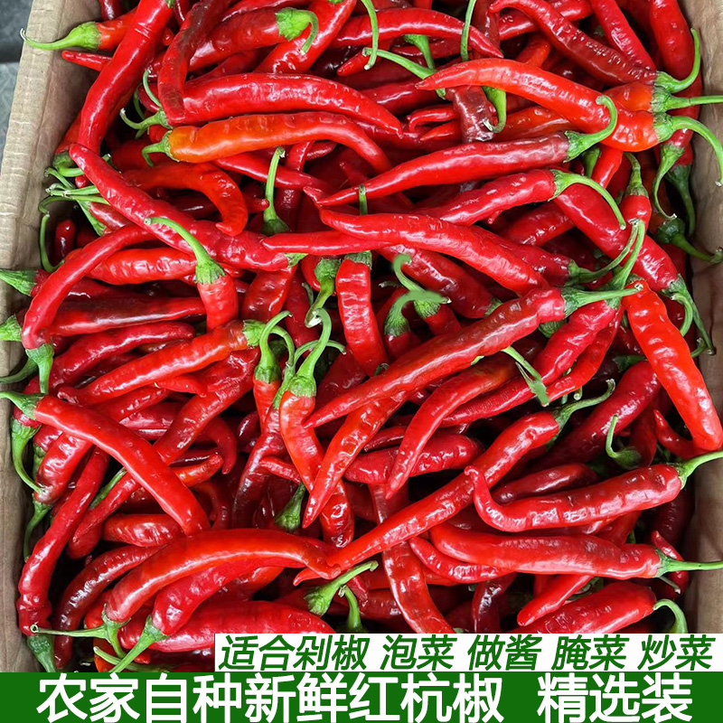 红杭椒图片