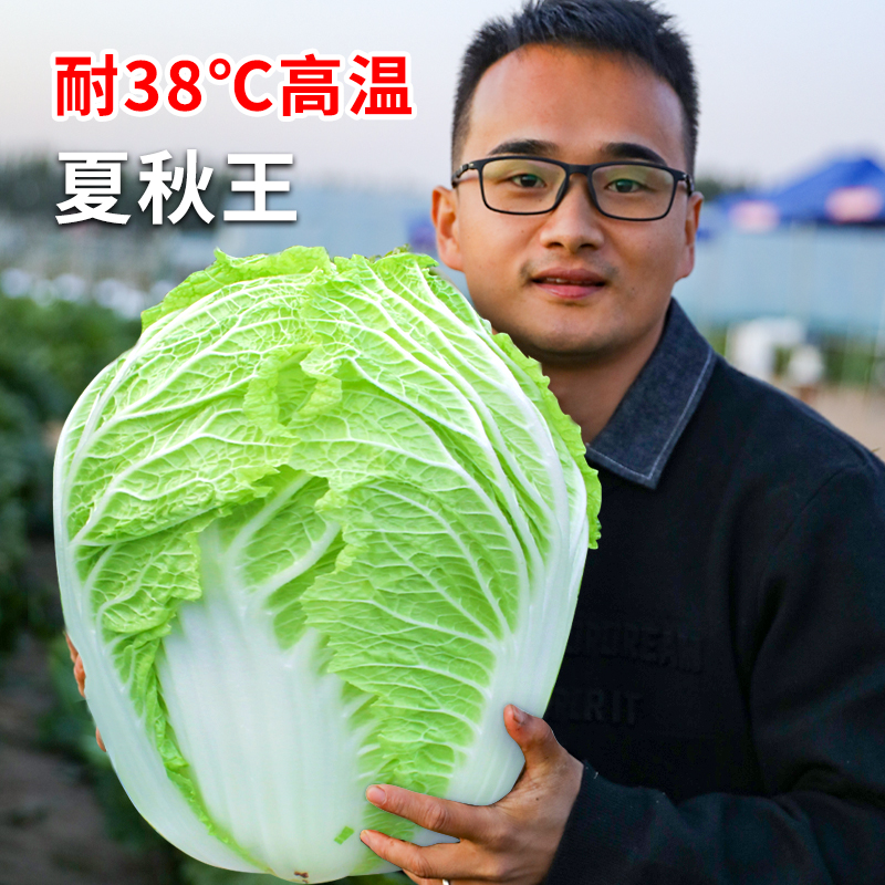 夏秋王大白菜种子种籽孑蔬菜黄心夏季耐热过年籽种山东胶州大全秋