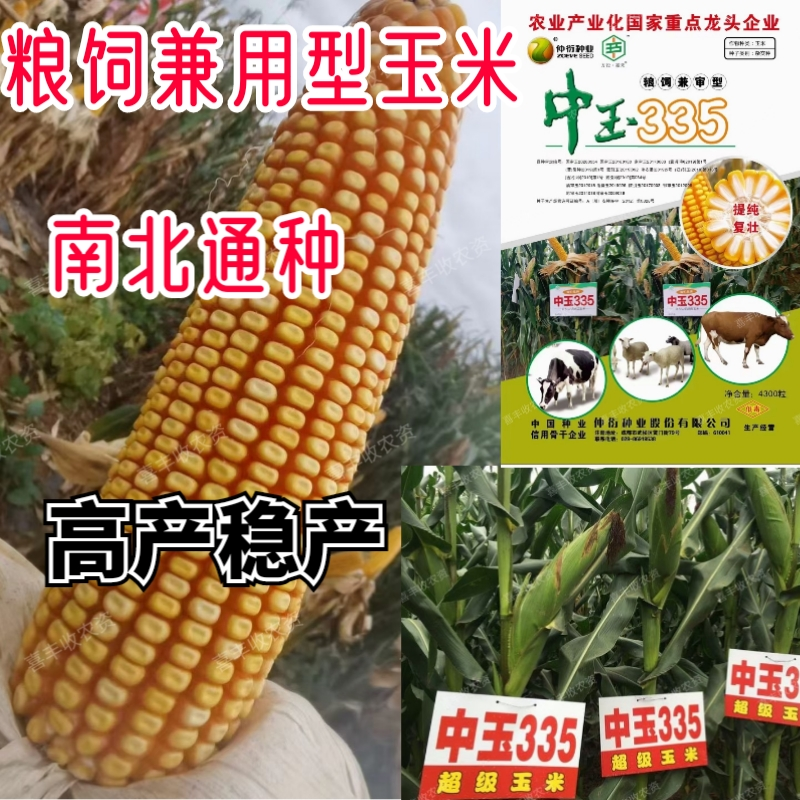 中玉335青储玉米种子粮食玉米种子中玉335棒子大产量高耐盐碱玉米